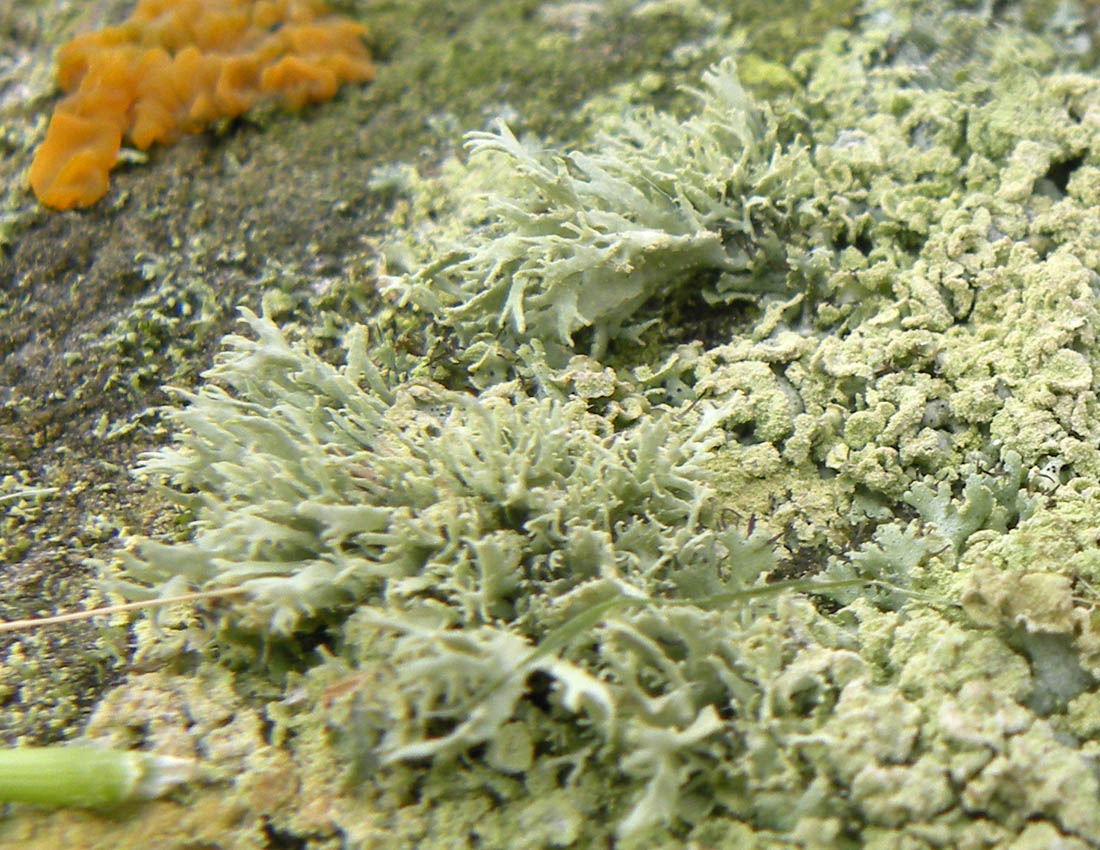 Un mini-giardino gallese (terza parte)